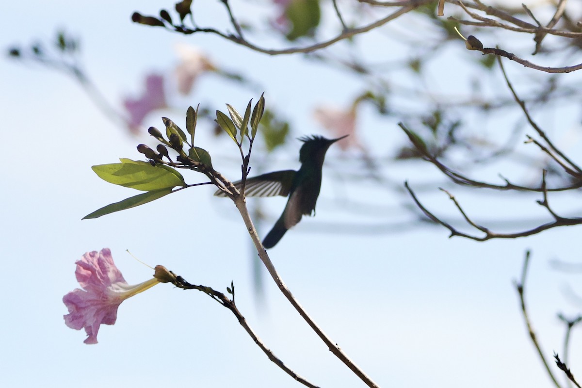 Antillean Crested Hummingbird - ML617383875