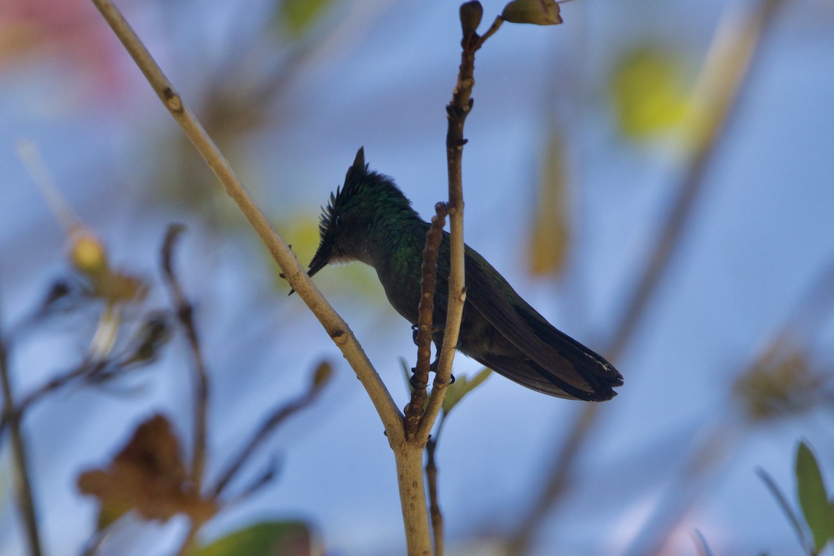 Antillean Crested Hummingbird - ML617383876