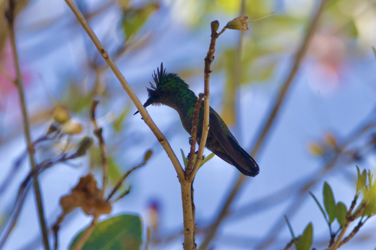 Antillean Crested Hummingbird - ML617383877
