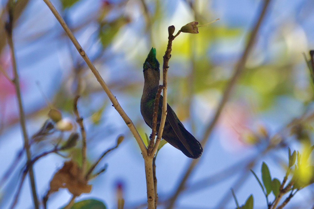 Antillean Crested Hummingbird - ML617383878
