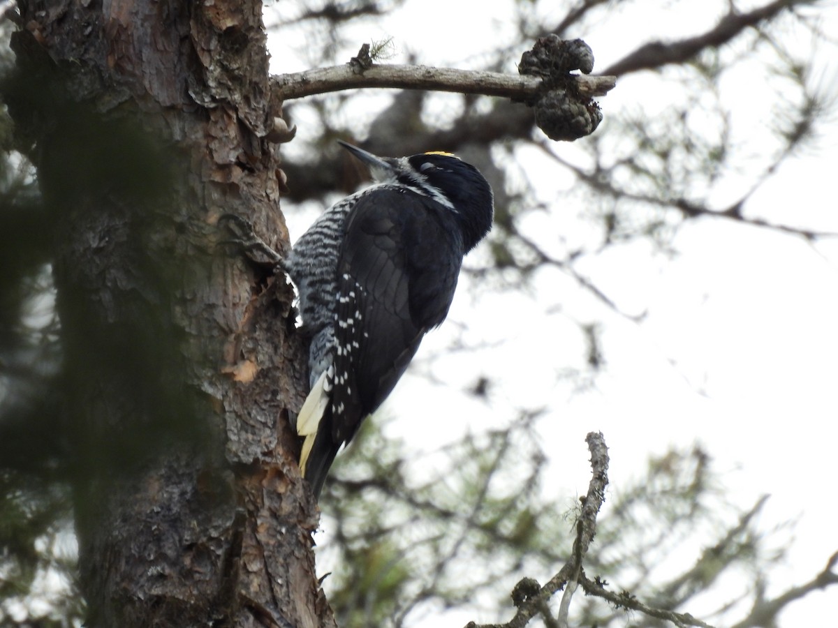 Black-backed Woodpecker - ML617383886