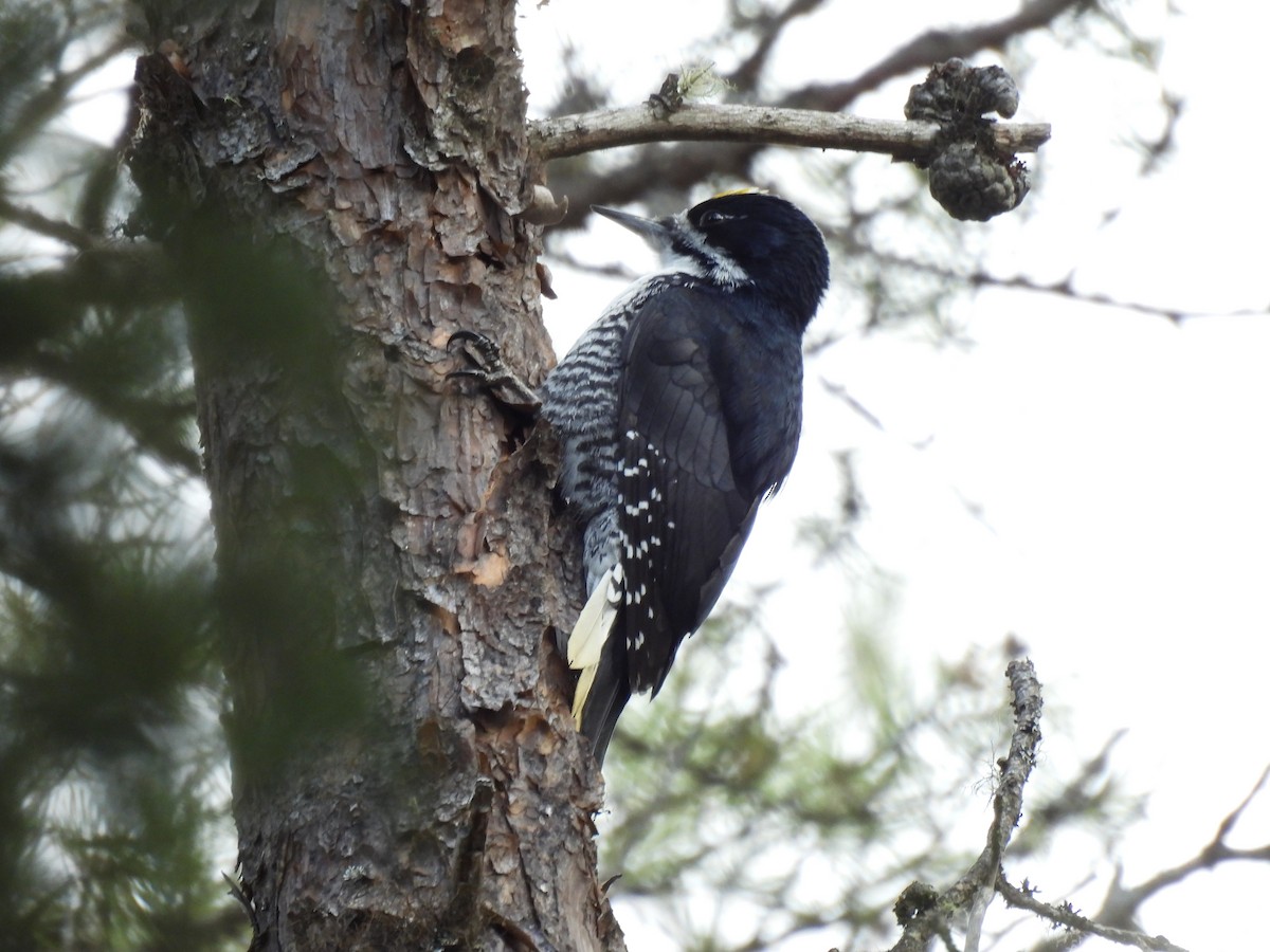 Black-backed Woodpecker - ML617383887