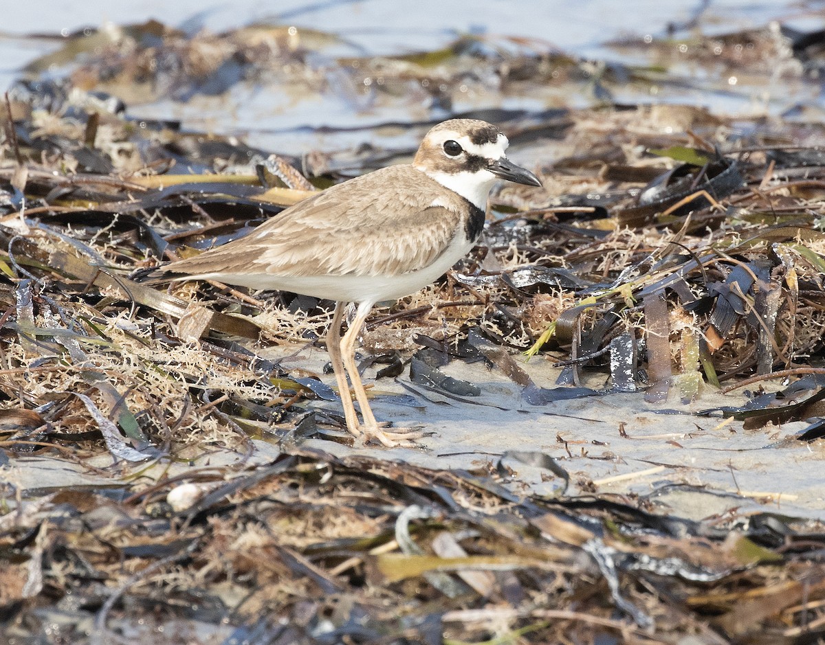 Wilson's Plover - Freddy Camara