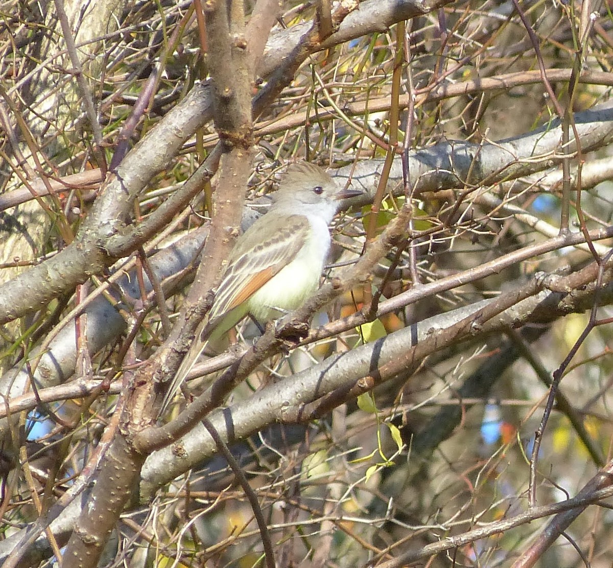 Ash-throated Flycatcher - ML617383948