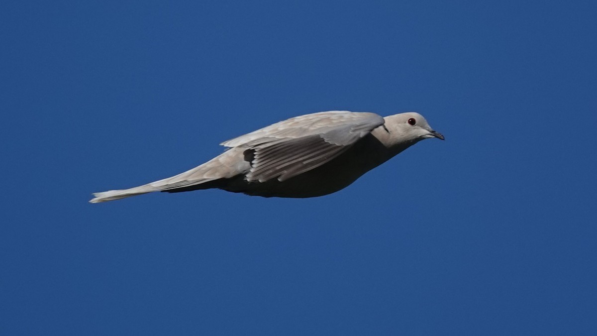 Eurasian Collared-Dove - Steve Hampton