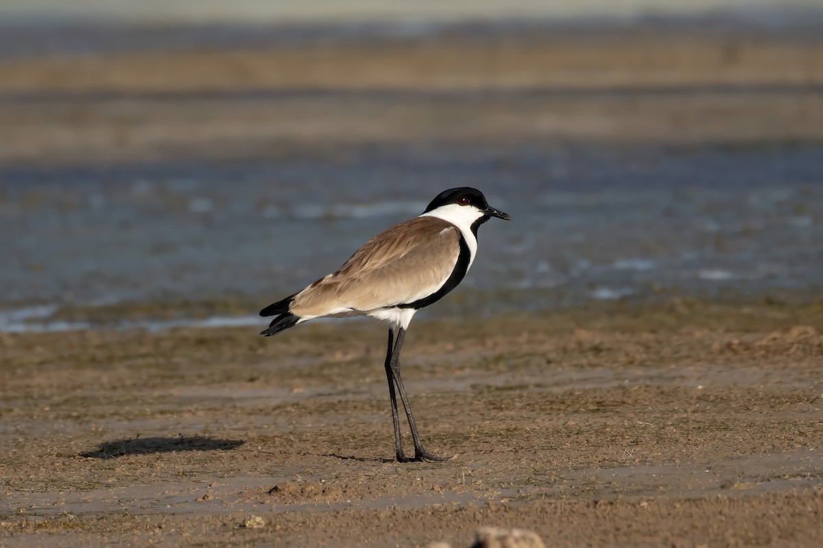 Spur-winged Lapwing - ML617384059