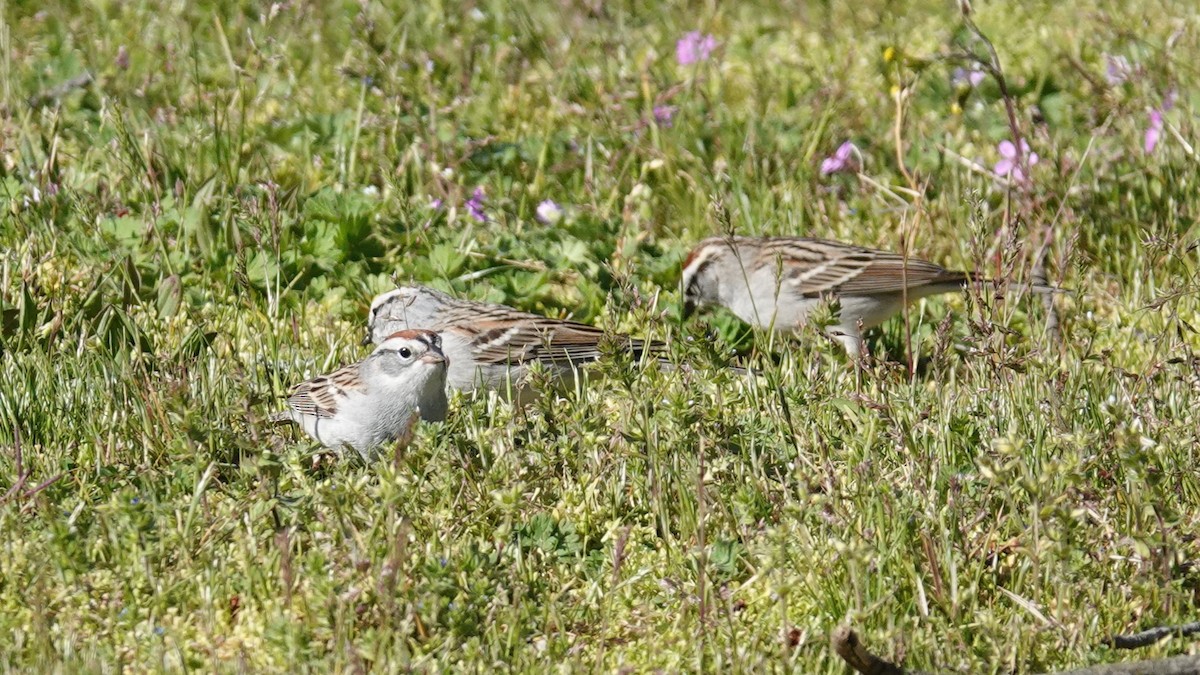 Chipping Sparrow - Steve Hampton