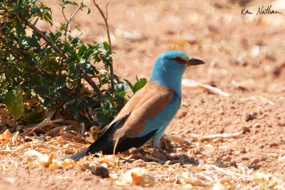 European Roller - ML617384079