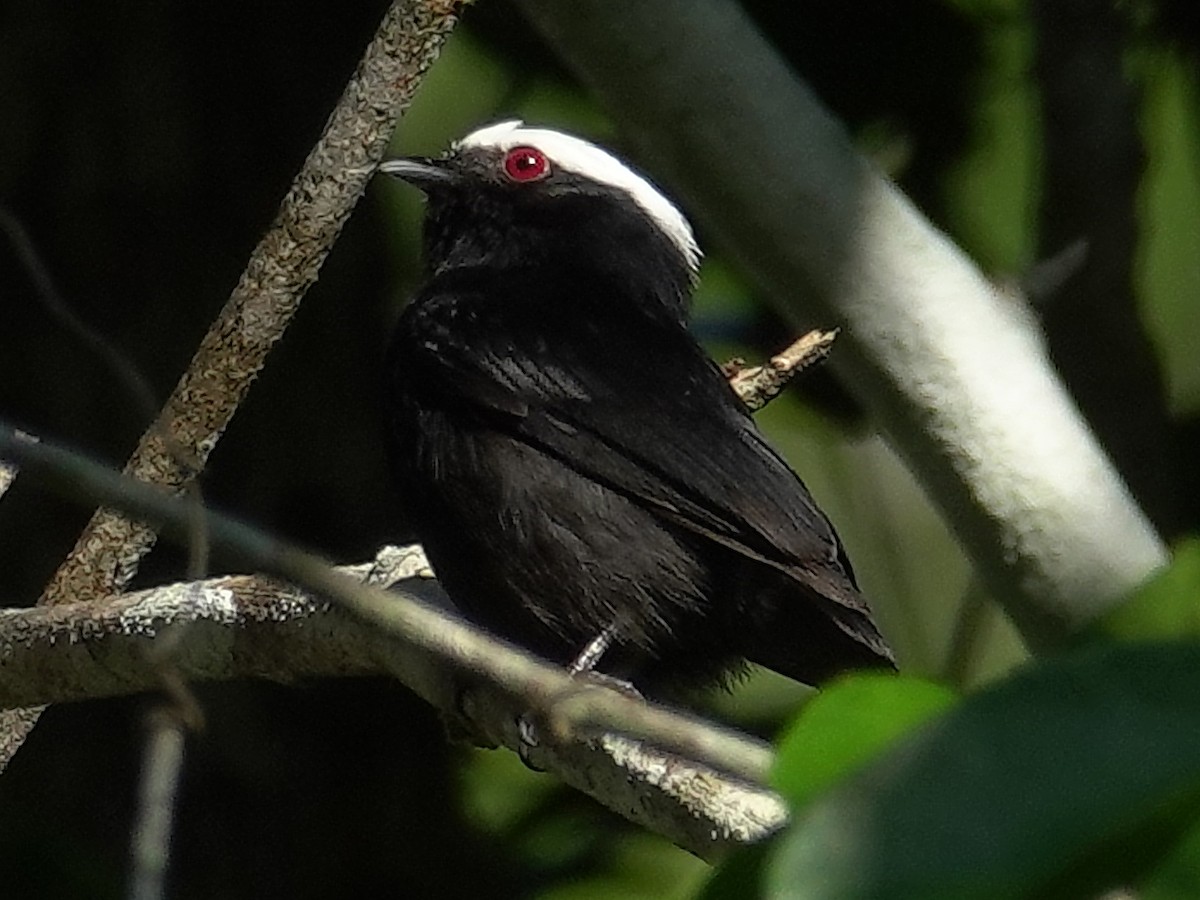 Ak Taçlı Manakin (cephaleucos) - ML617384081