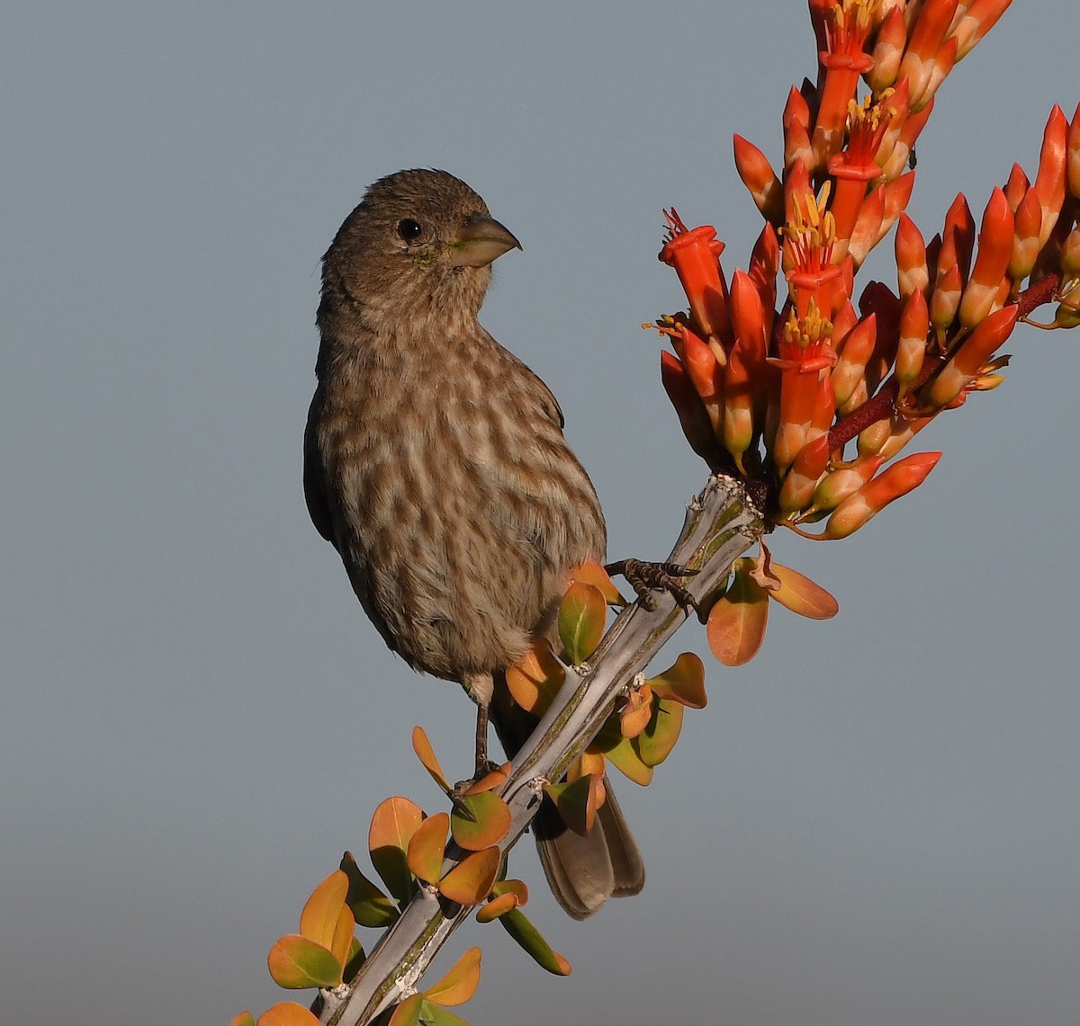 House Finch - ML617384083