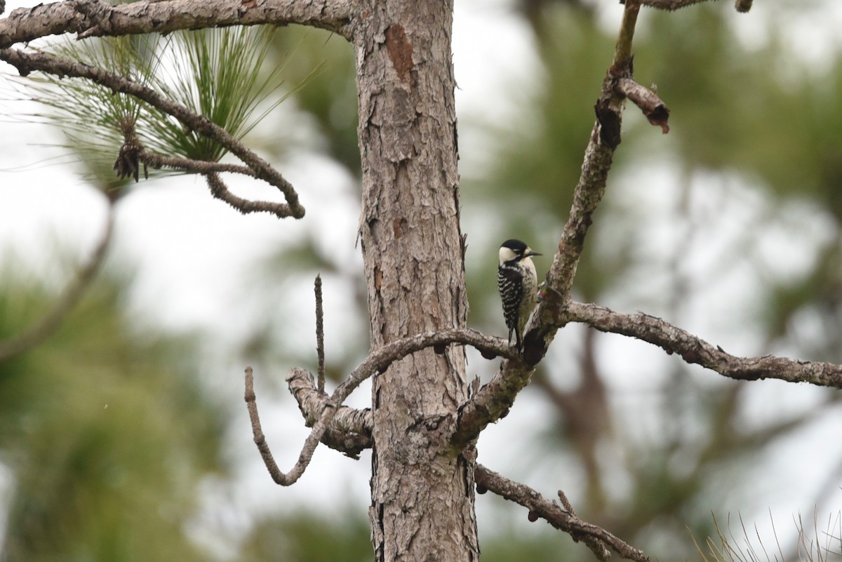 Red-cockaded Woodpecker - ML617384087