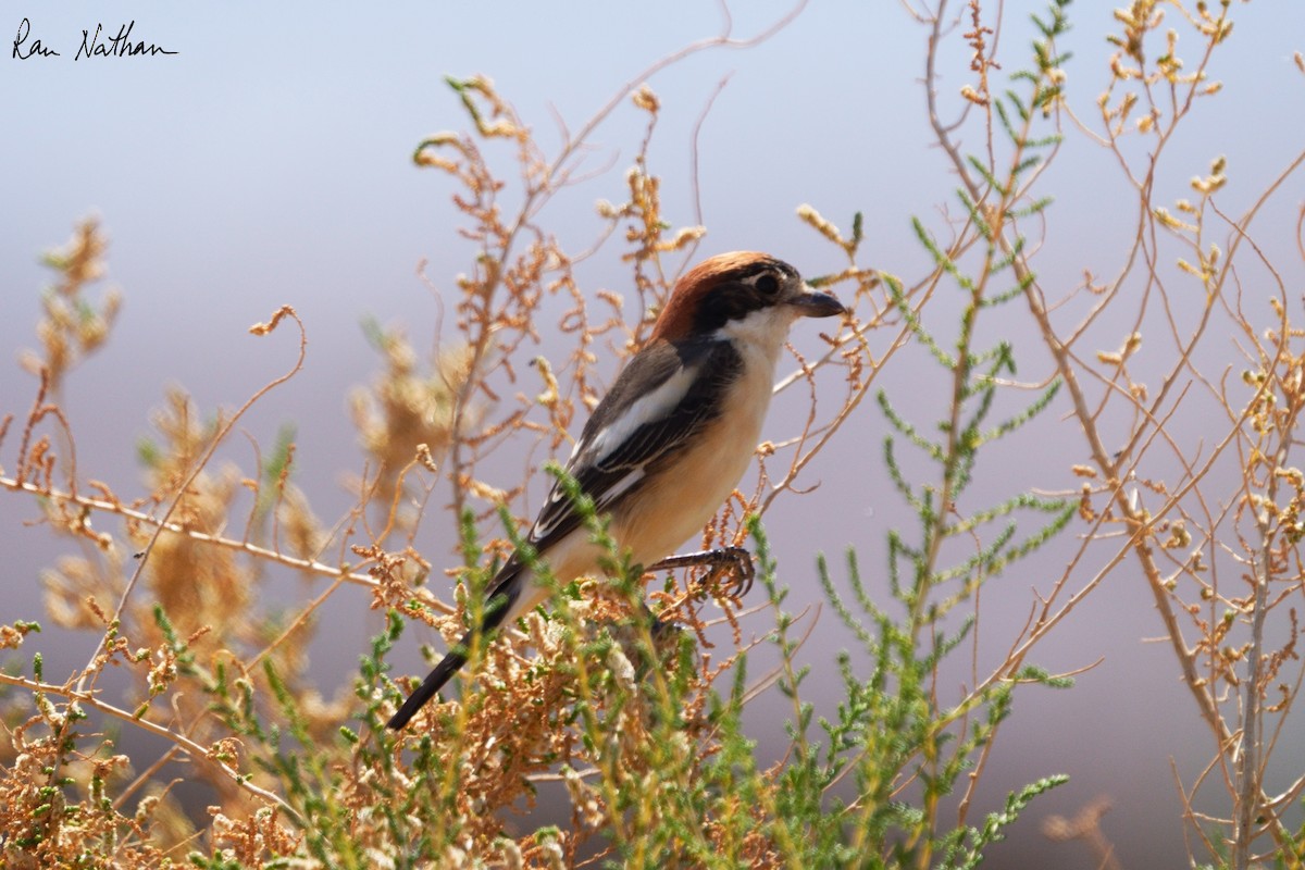 Woodchat Shrike - Ran Nathan