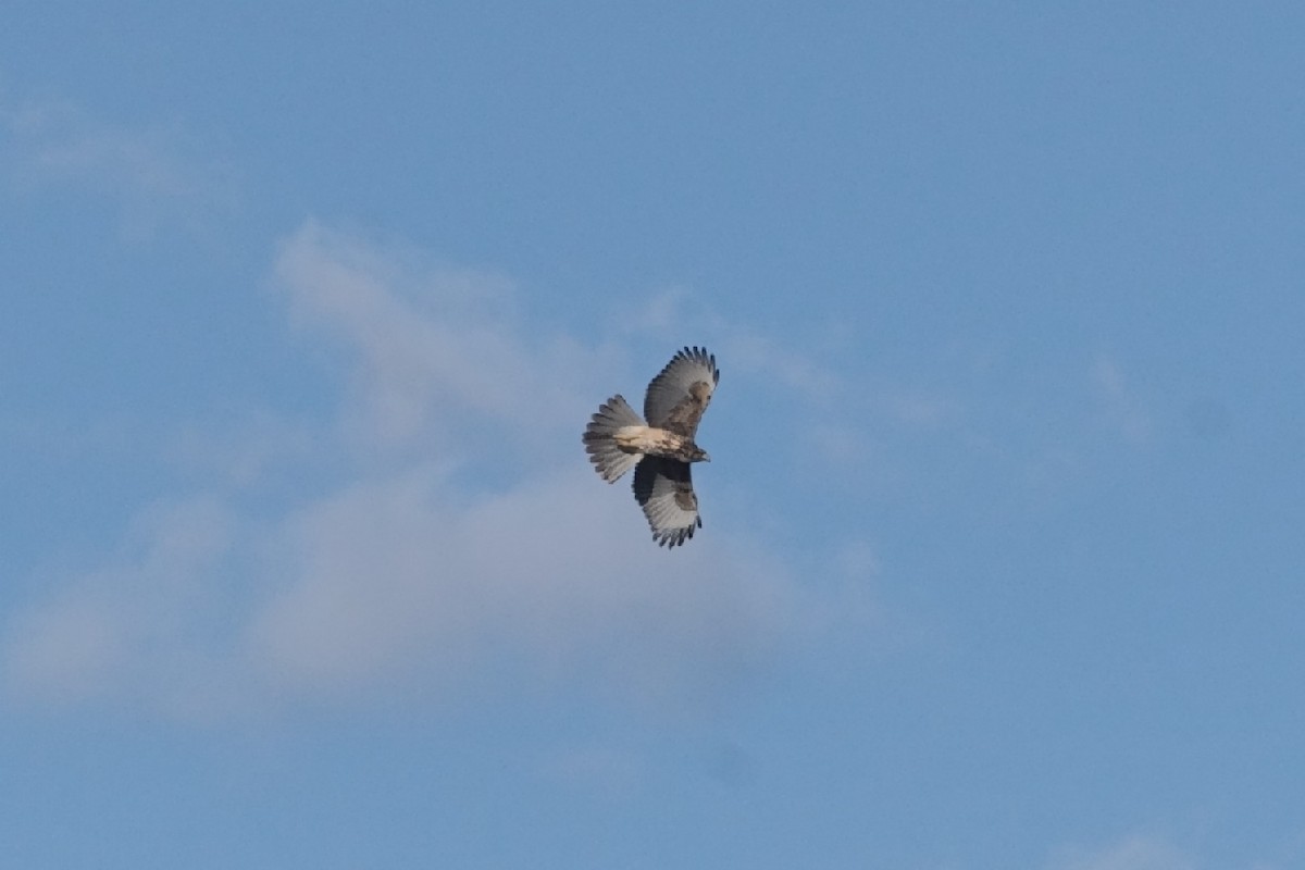 Harris's Hawk - ML617384098