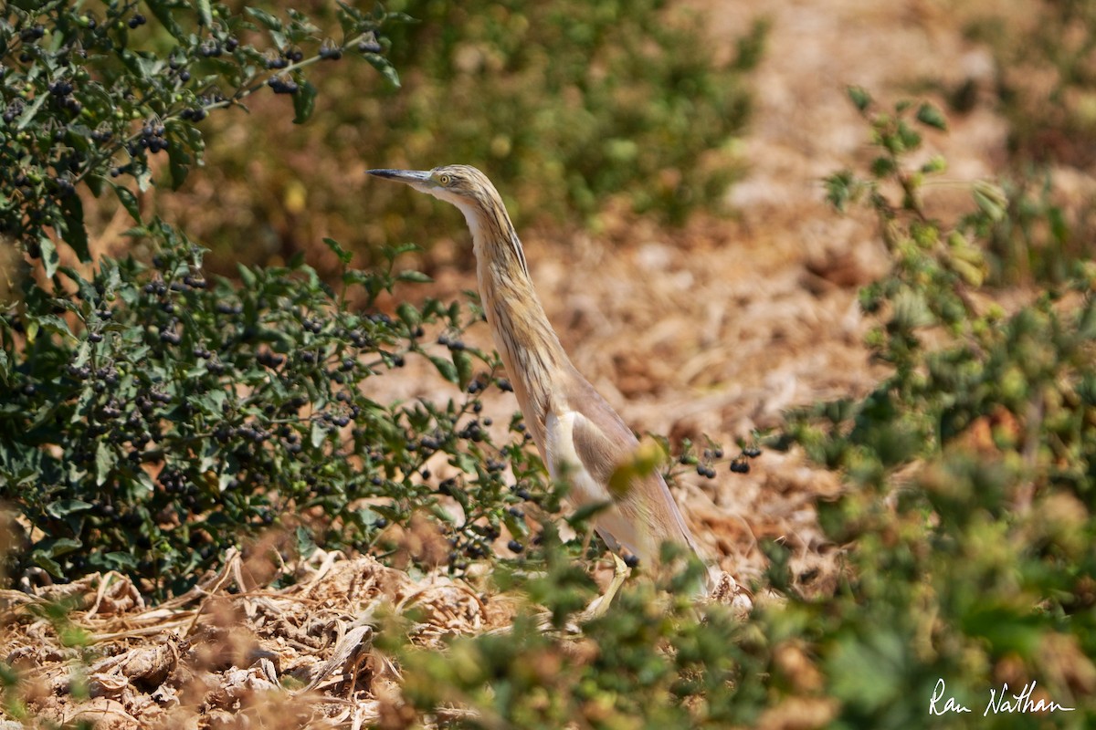 אנפית סוף - ML617384108