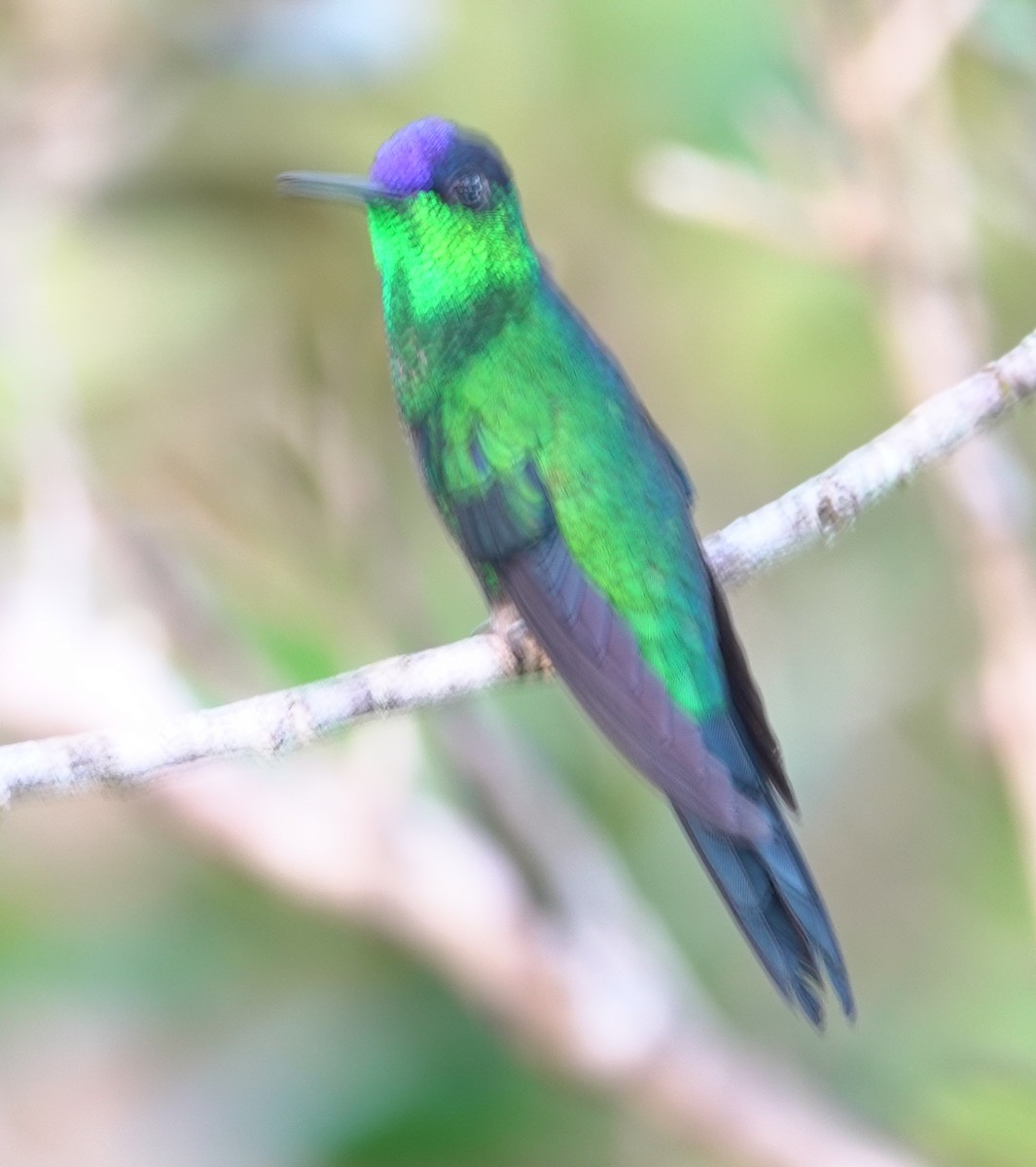 kolibřík fialovotemenný - ML617384116