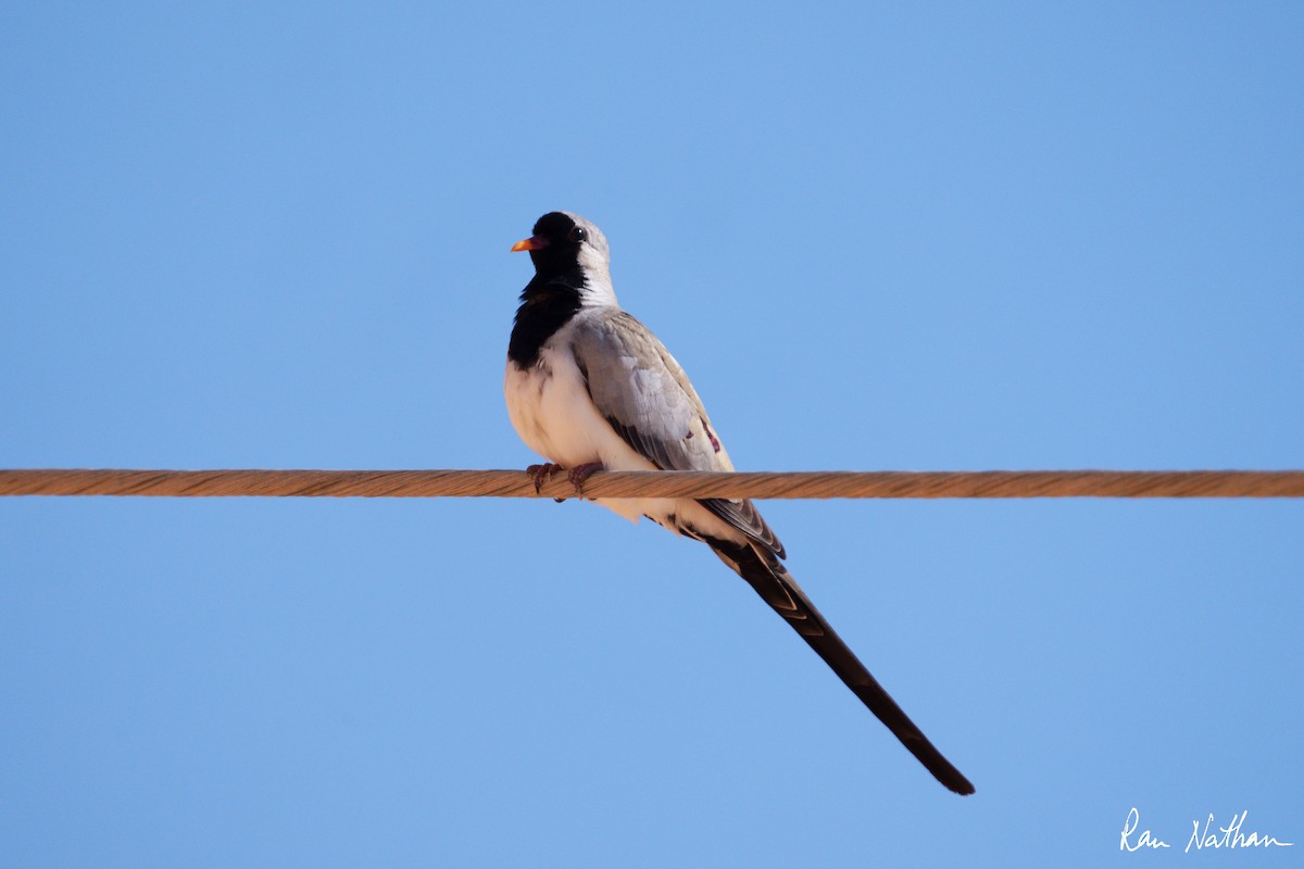 Namaqua Dove - ML617384124