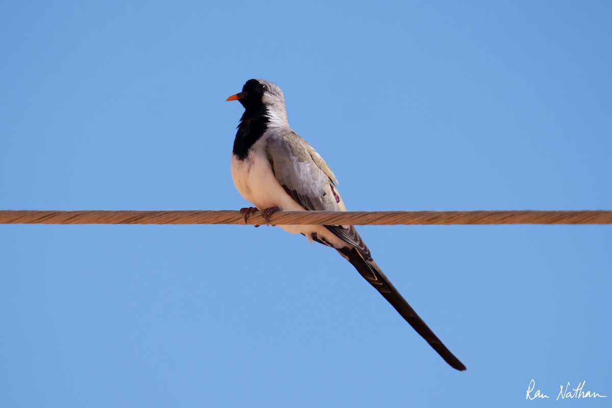 Namaqua Dove - ML617384127