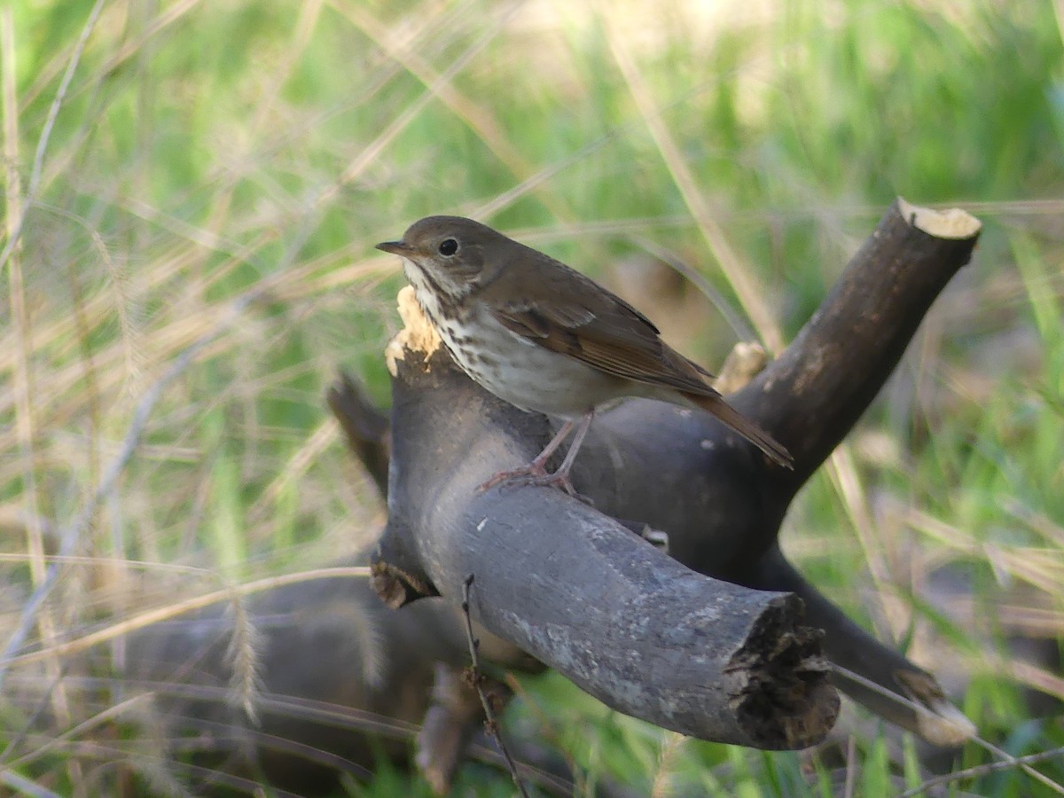 Hermit Thrush - ML617384137