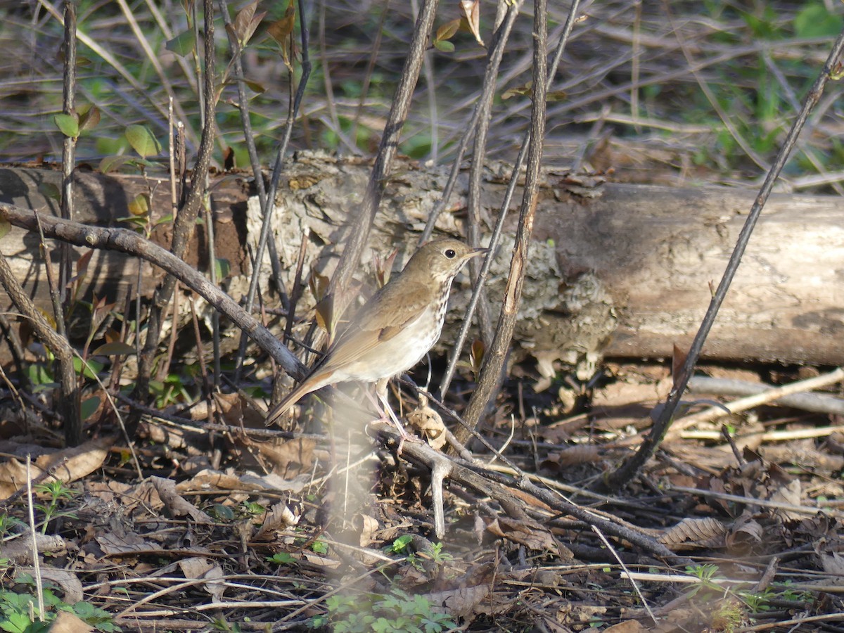 Hermit Thrush - ML617384138