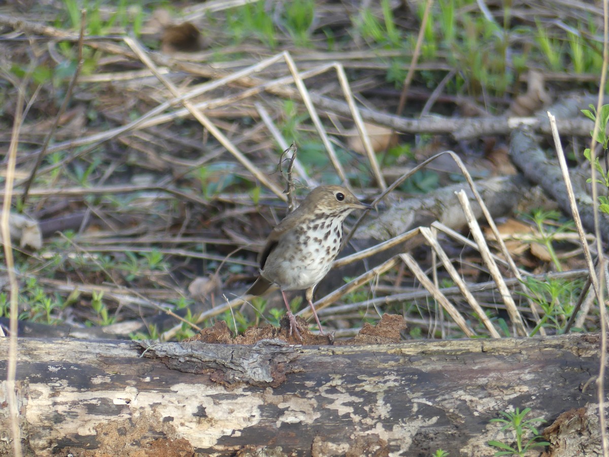 Hermit Thrush - ML617384139