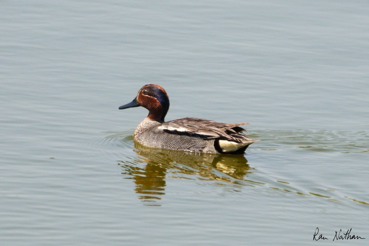 Green-winged Teal - ML617384158