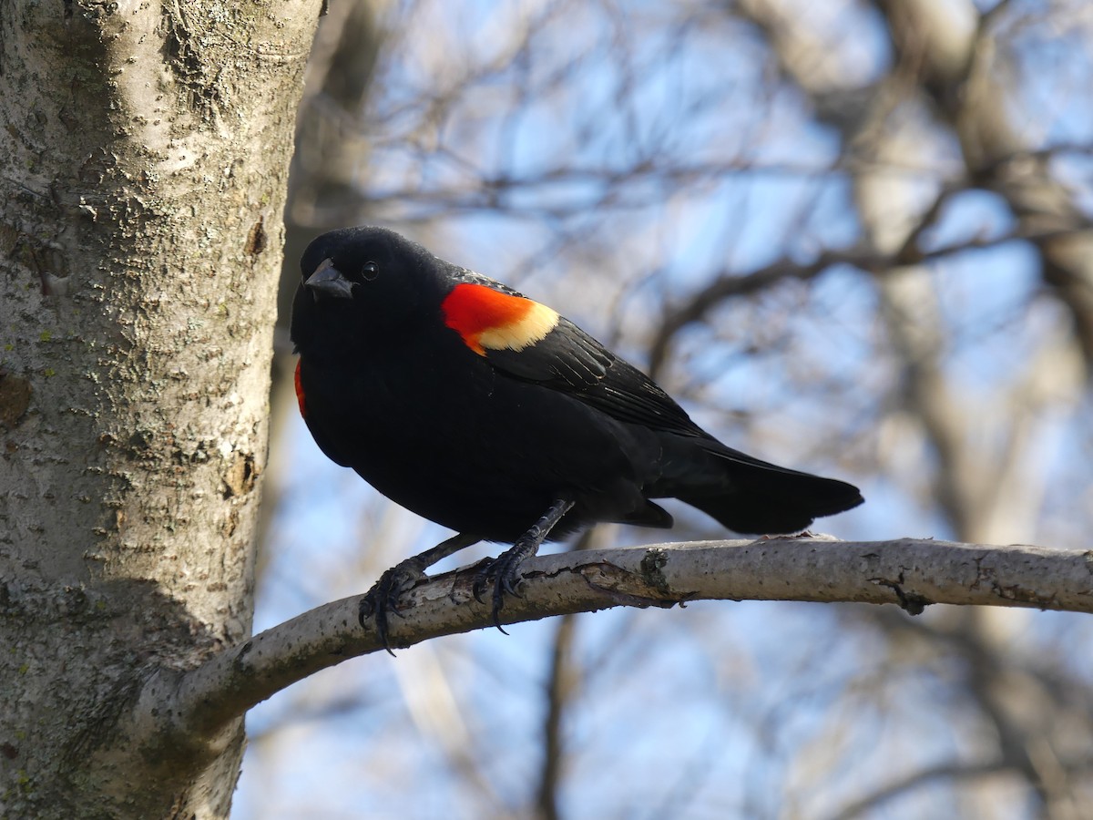 Red-winged Blackbird - Stephen Mitten