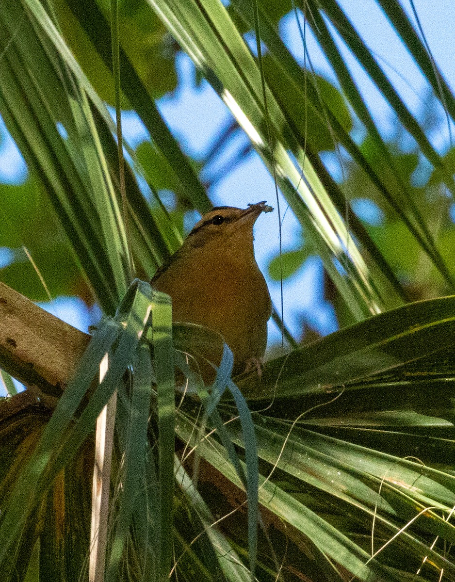 Paruline vermivore - ML617384193