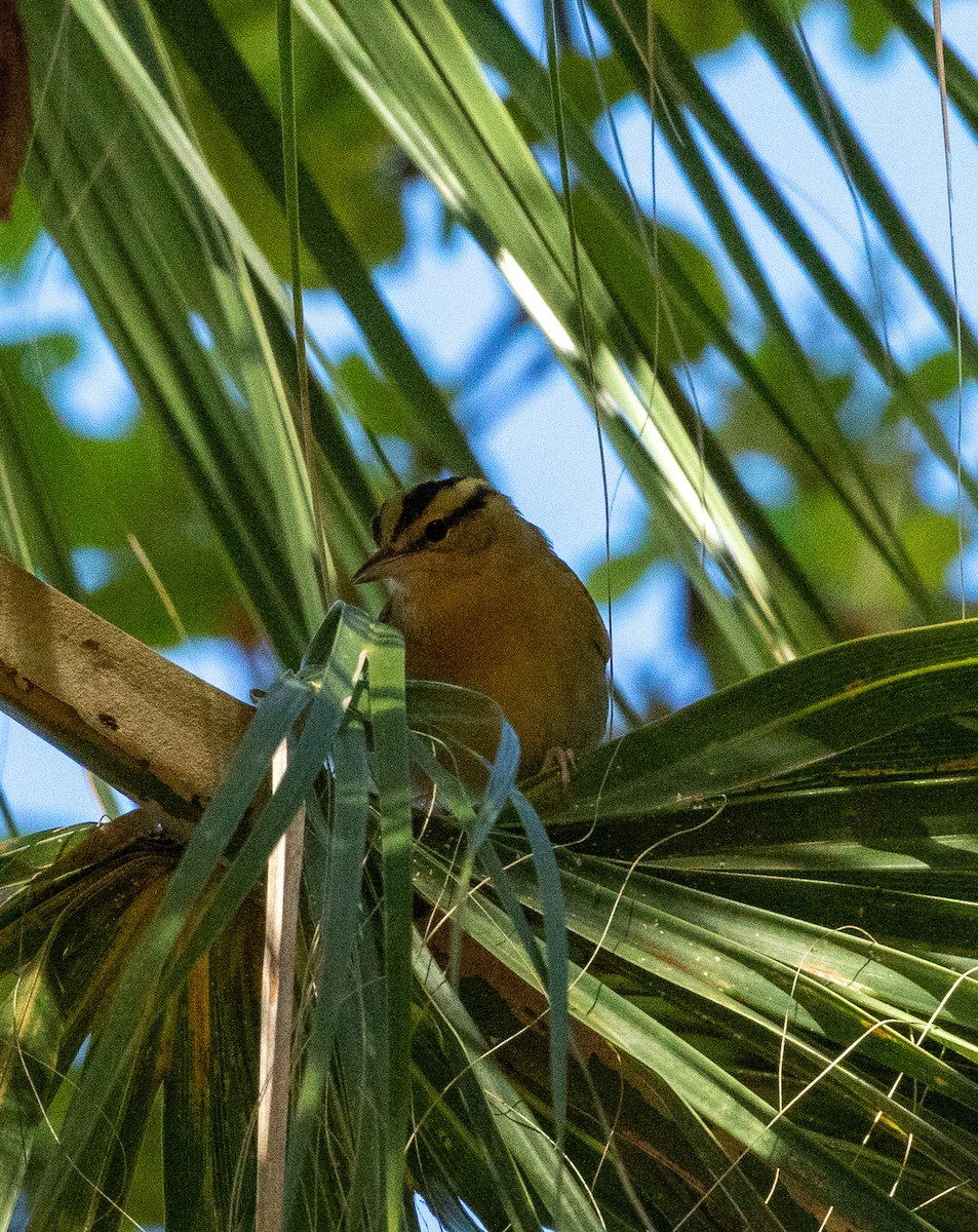 Worm-eating Warbler - ML617384194