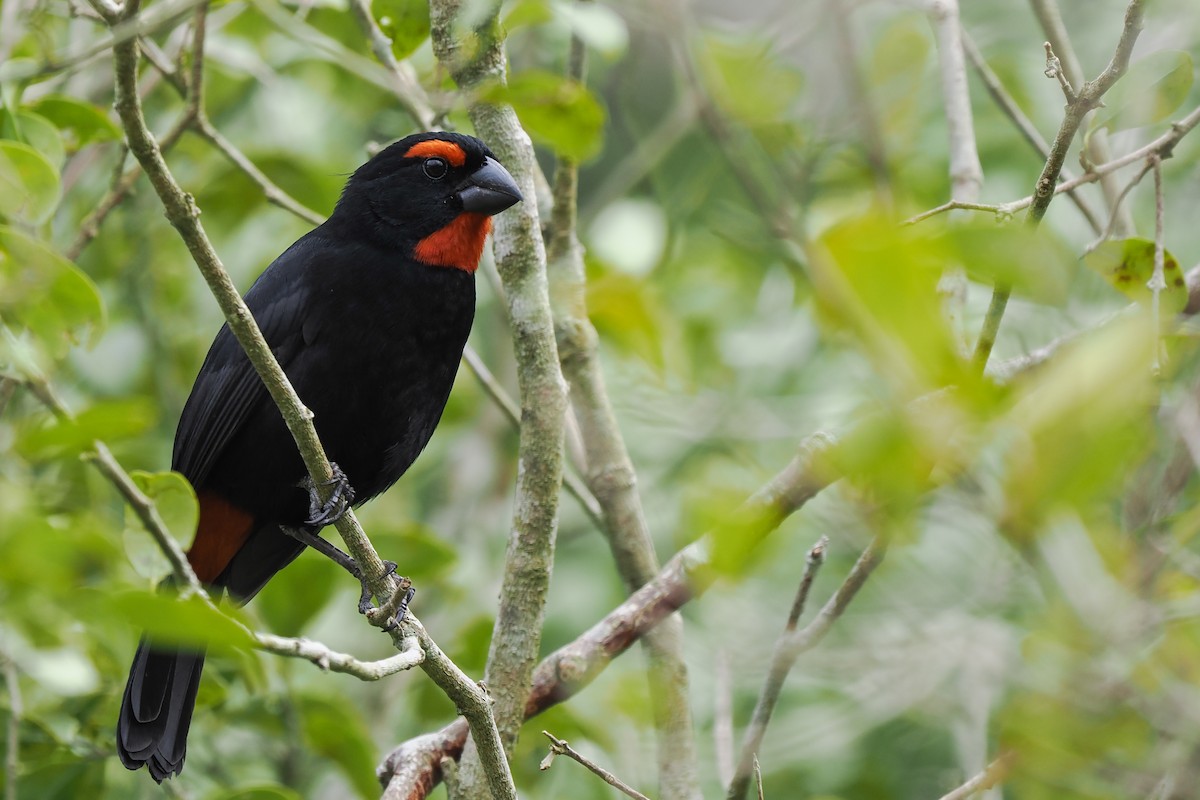 Greater Antillean Bullfinch - Phil Chaon