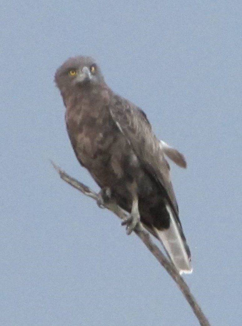 Brown Snake-Eagle - Jeffrey C and Teresa B Freedman