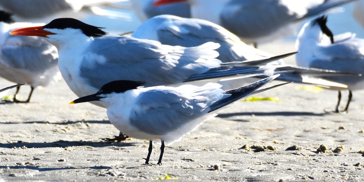 Sandwich Tern - ML617384223