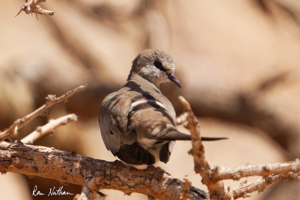 Namaqua Dove - ML617384231