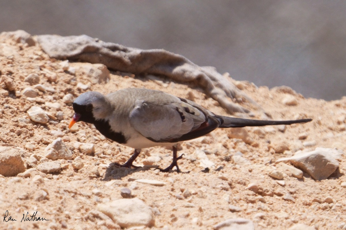 Namaqua Dove - ML617384234