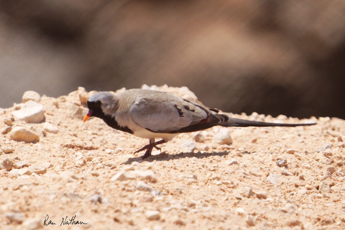 Namaqua Dove - ML617384236