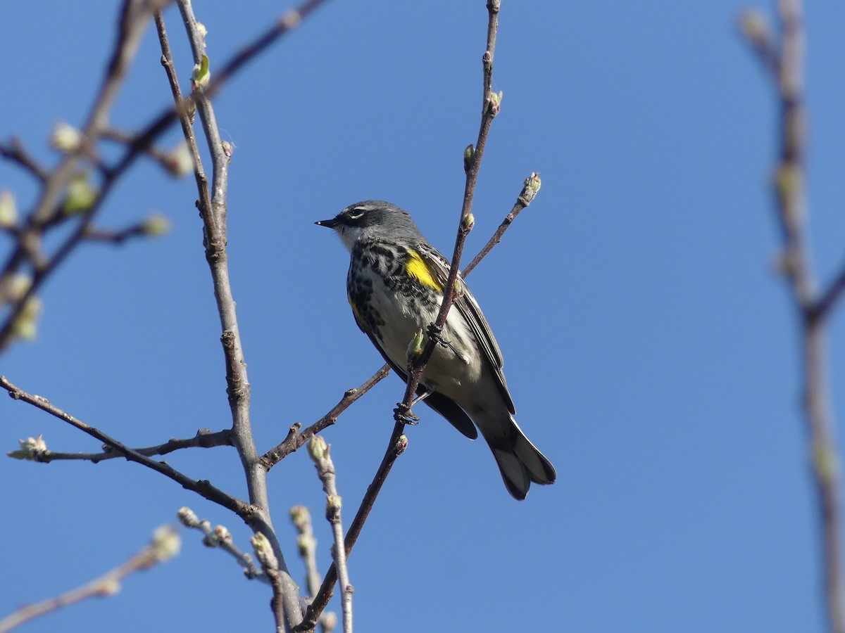 Yellow-rumped Warbler - ML617384242