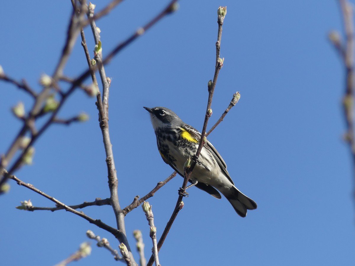 Yellow-rumped Warbler - ML617384243