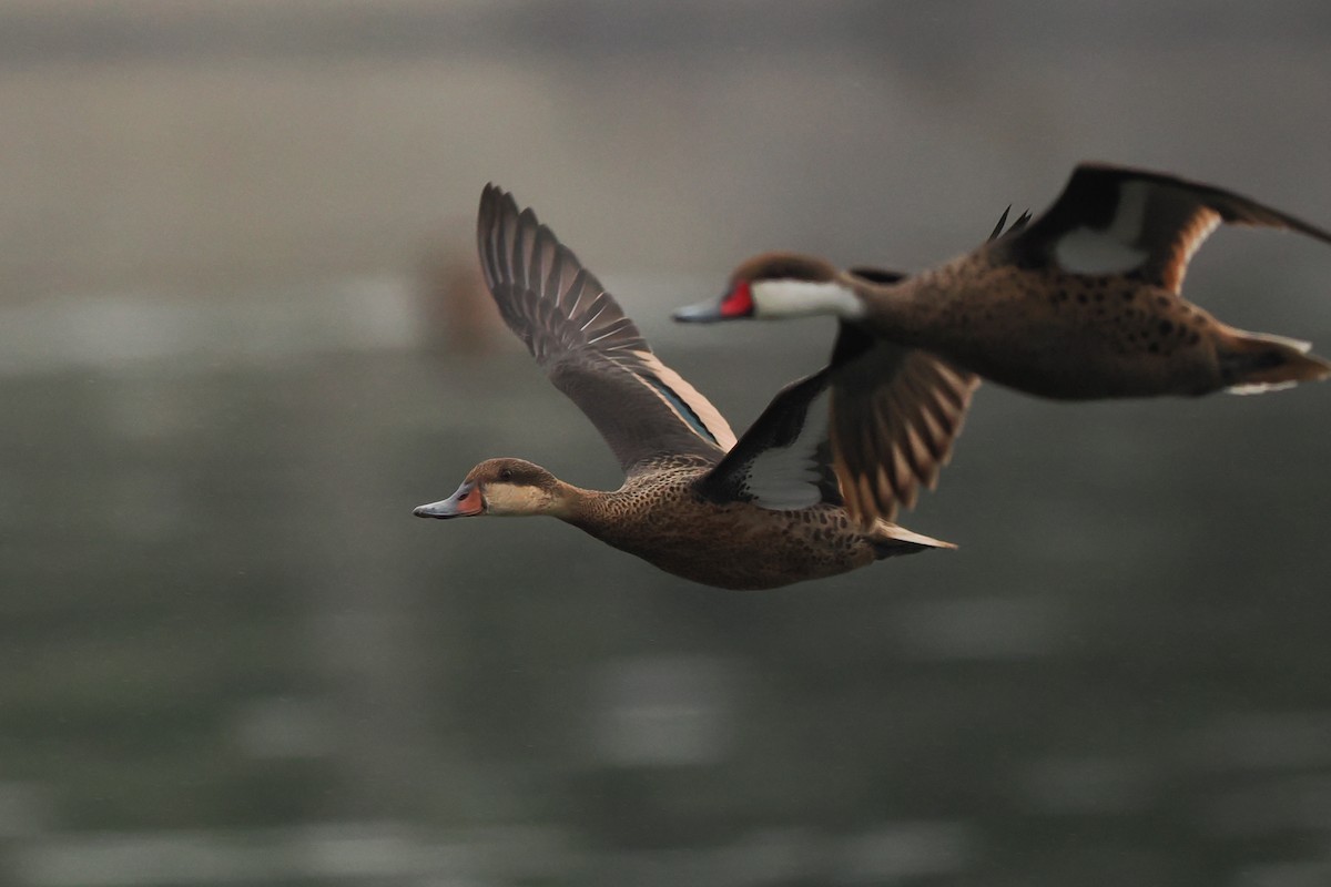 White-cheeked Pintail - Phil Chaon