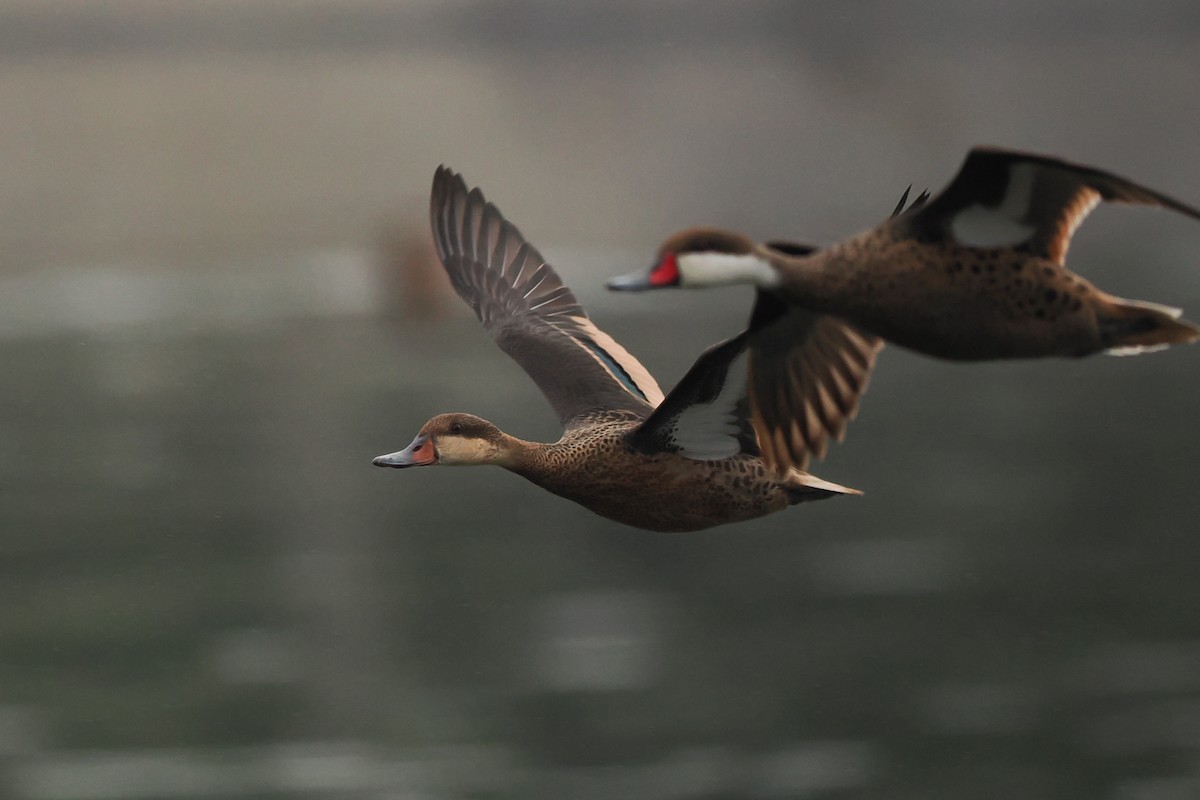 White-cheeked Pintail - ML617384246