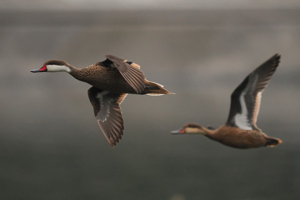 White-cheeked Pintail - Phil Chaon