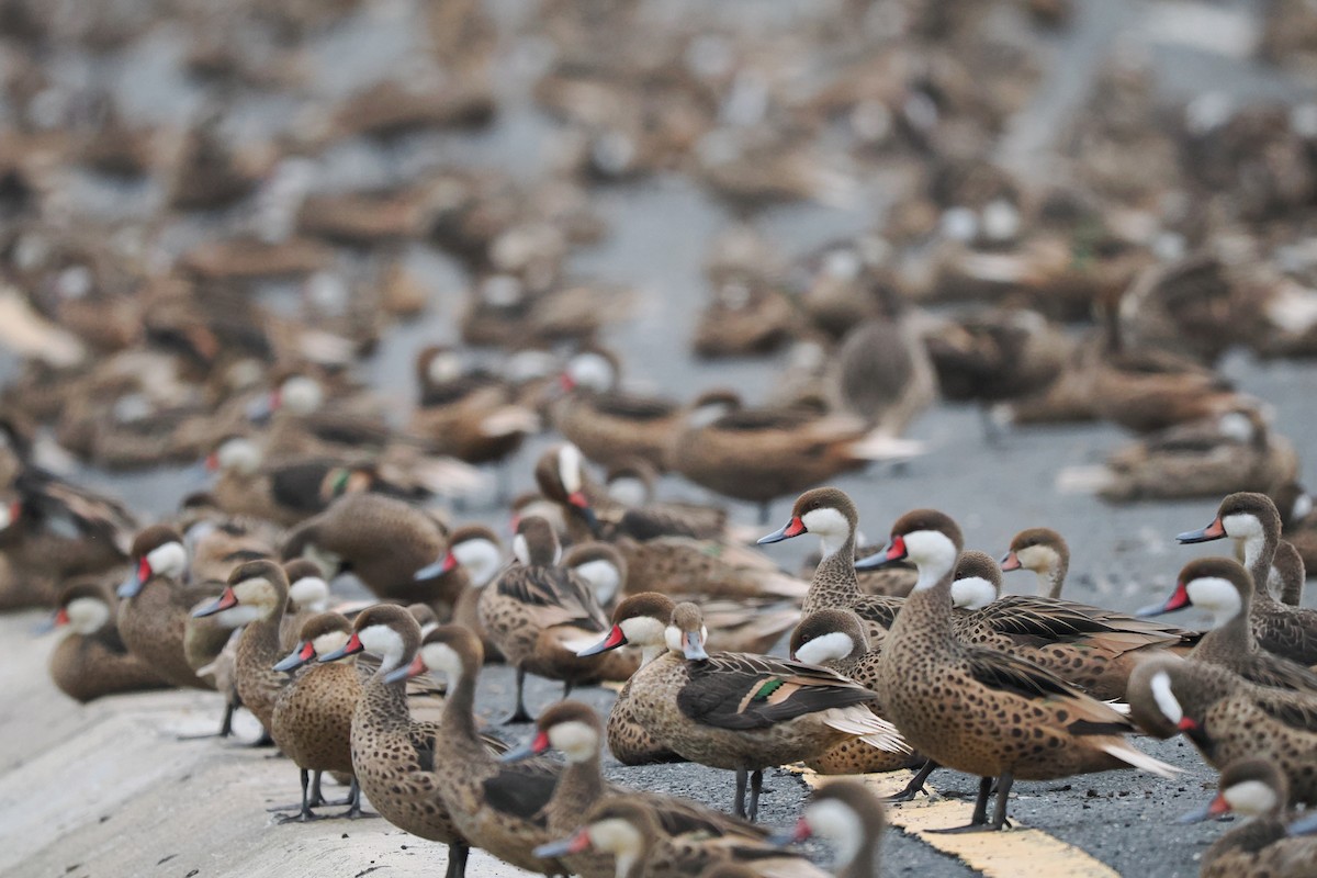 White-cheeked Pintail - Phil Chaon