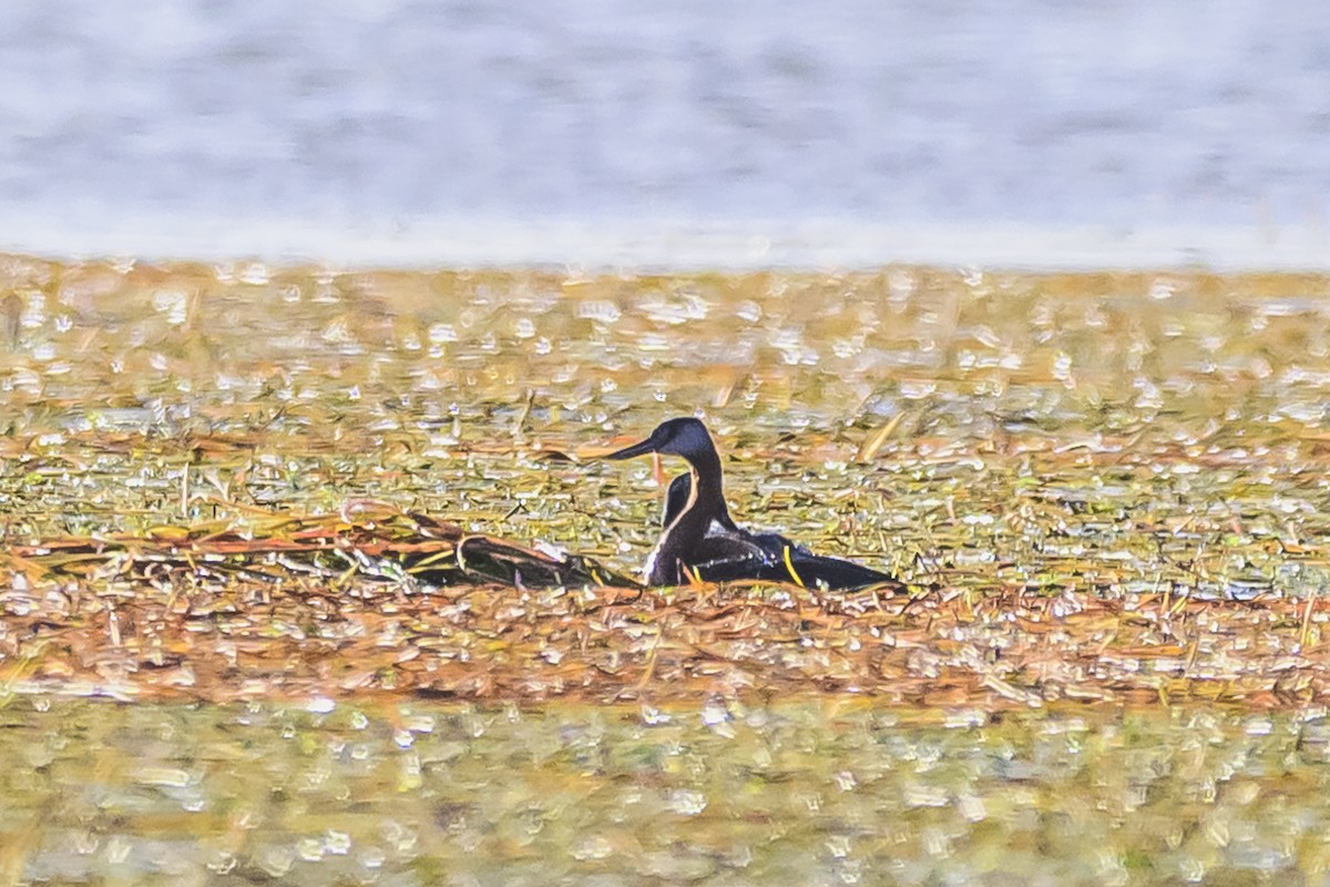 Great Grebe - ML617384260