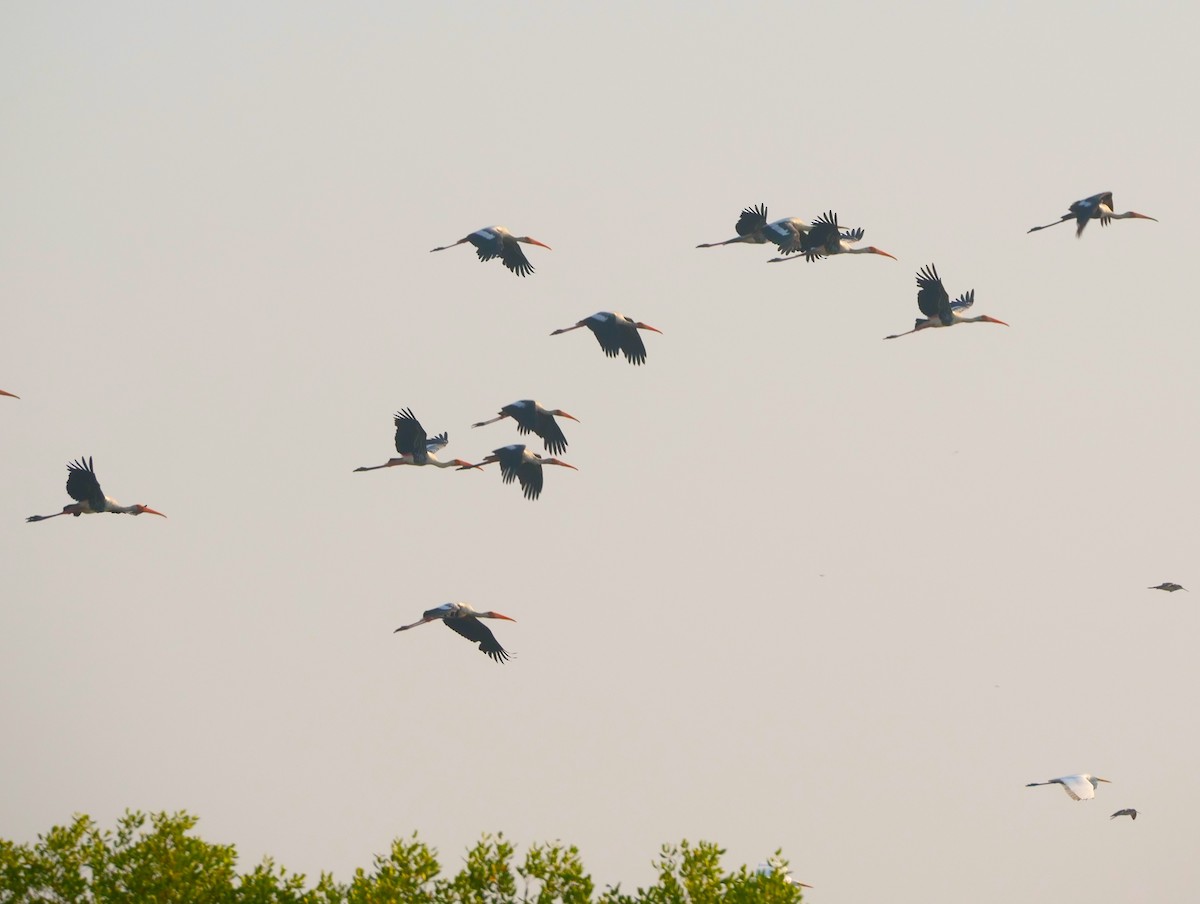 Painted Stork - ML617384261