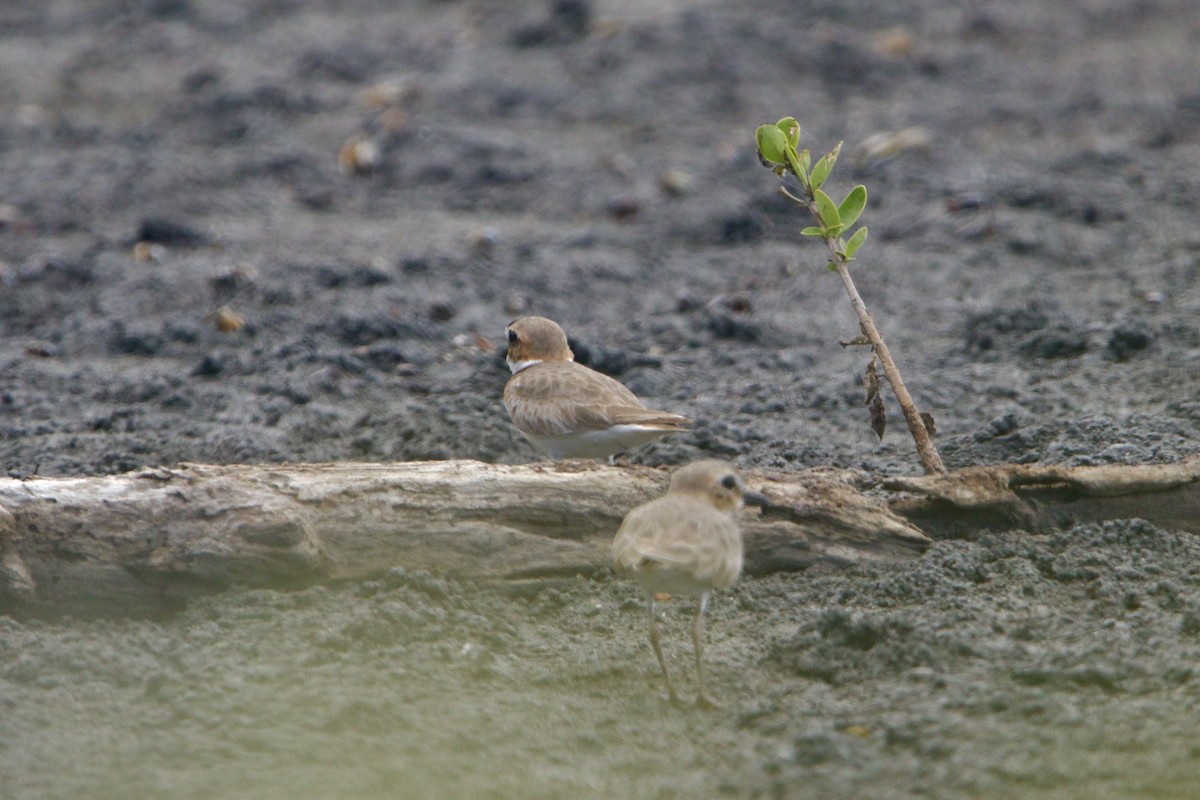 Wilson's Plover - Dimitris Salas