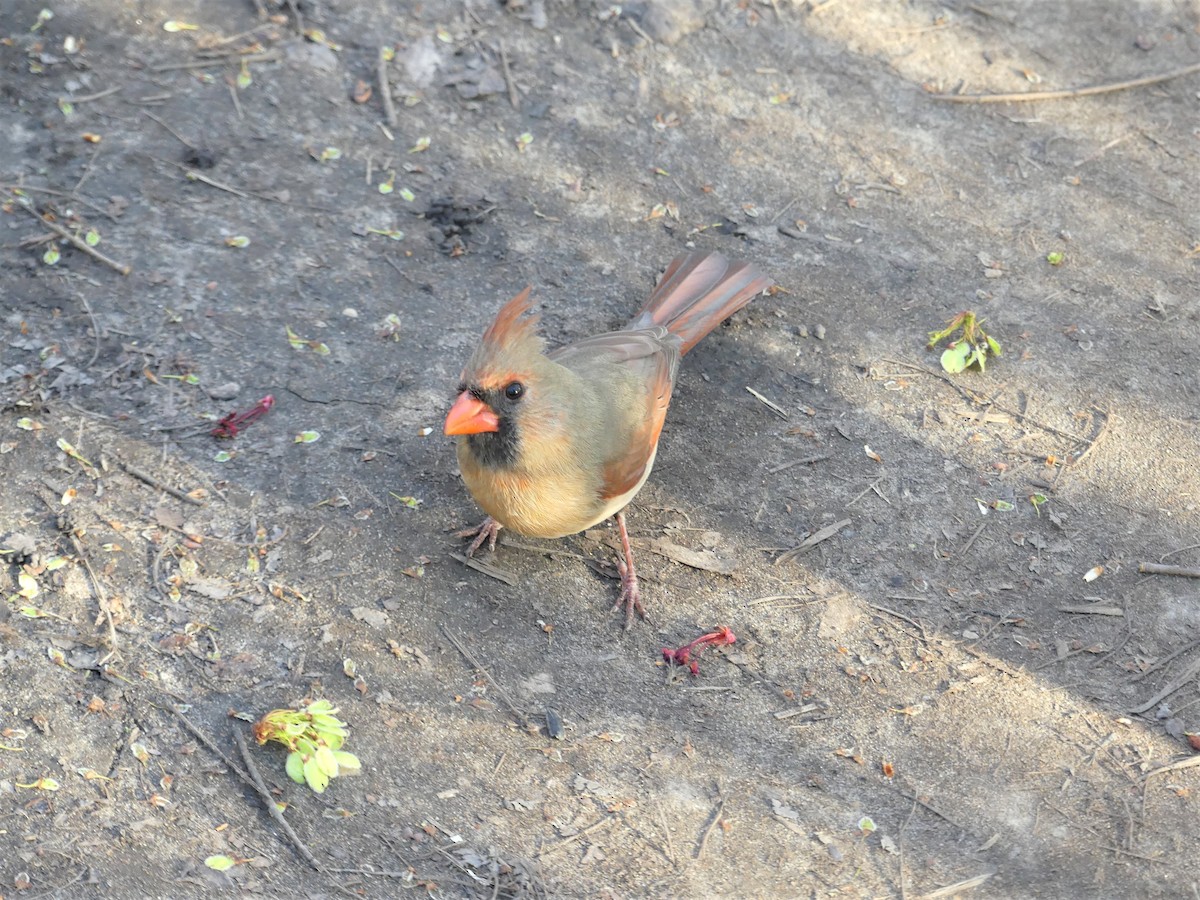 Northern Cardinal - ML617384289