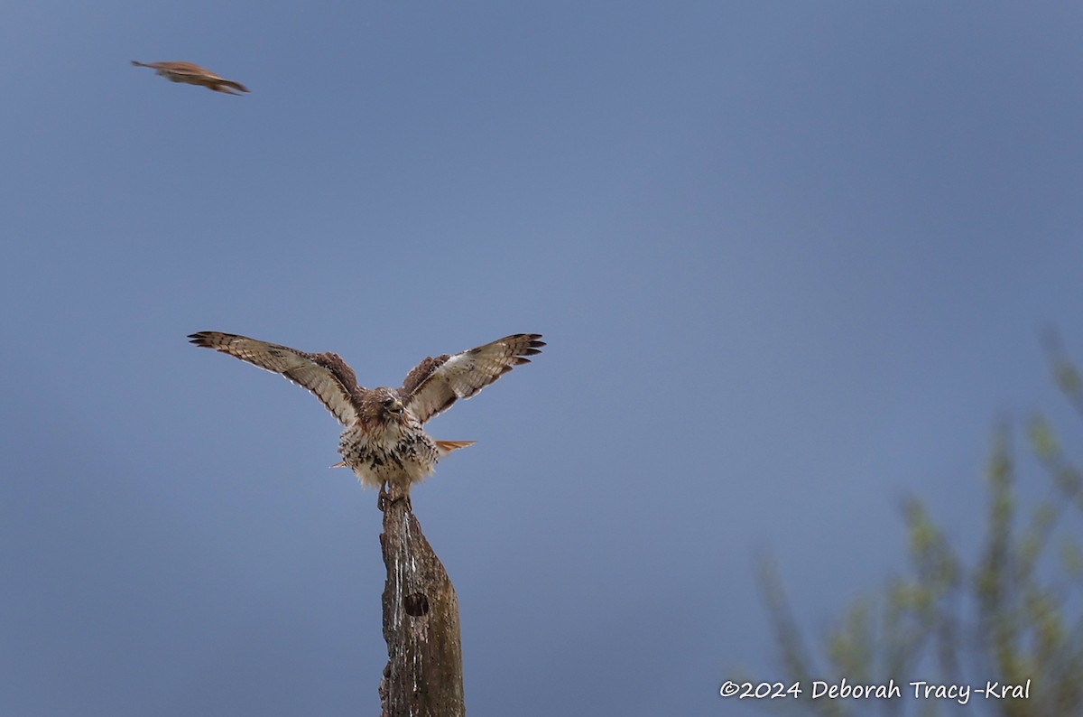 Red-tailed Hawk - ML617384291