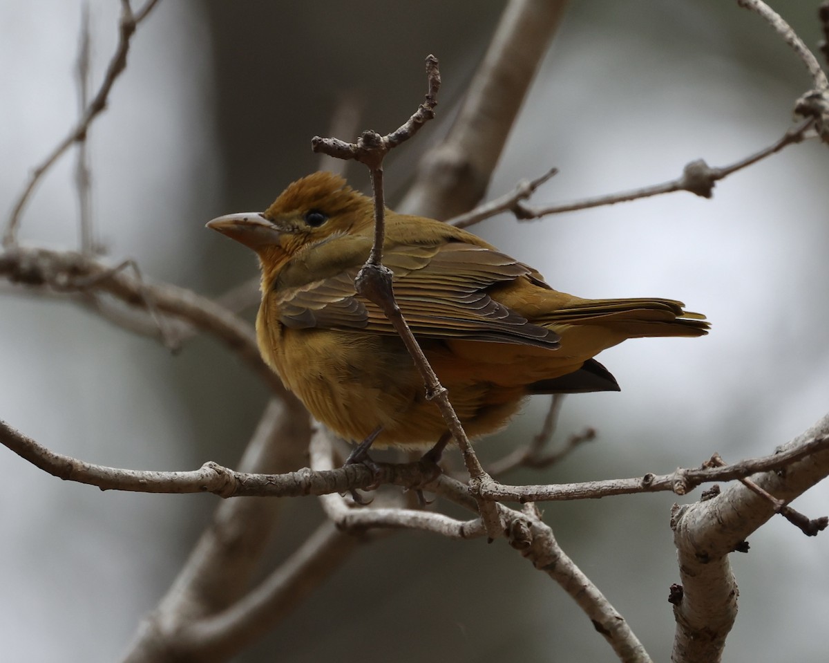 Summer Tanager - ML617384292