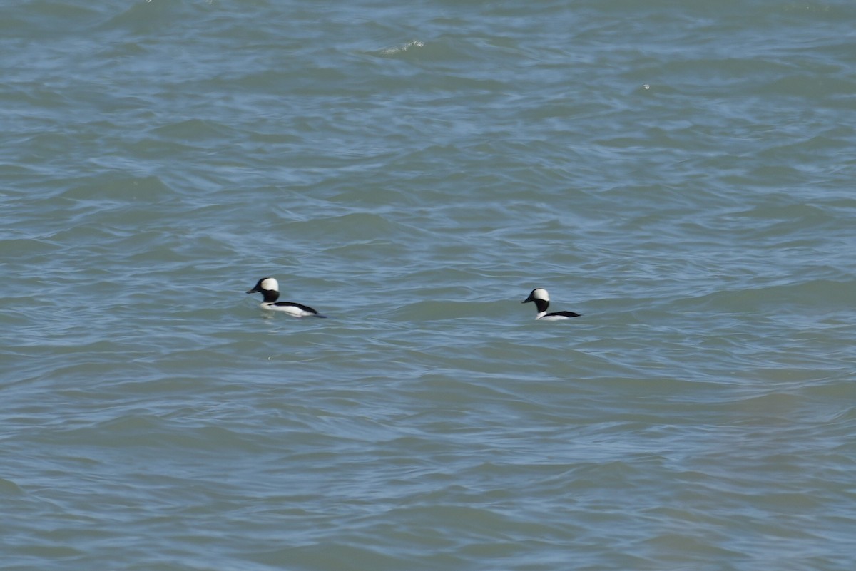 Bufflehead - ML617384310