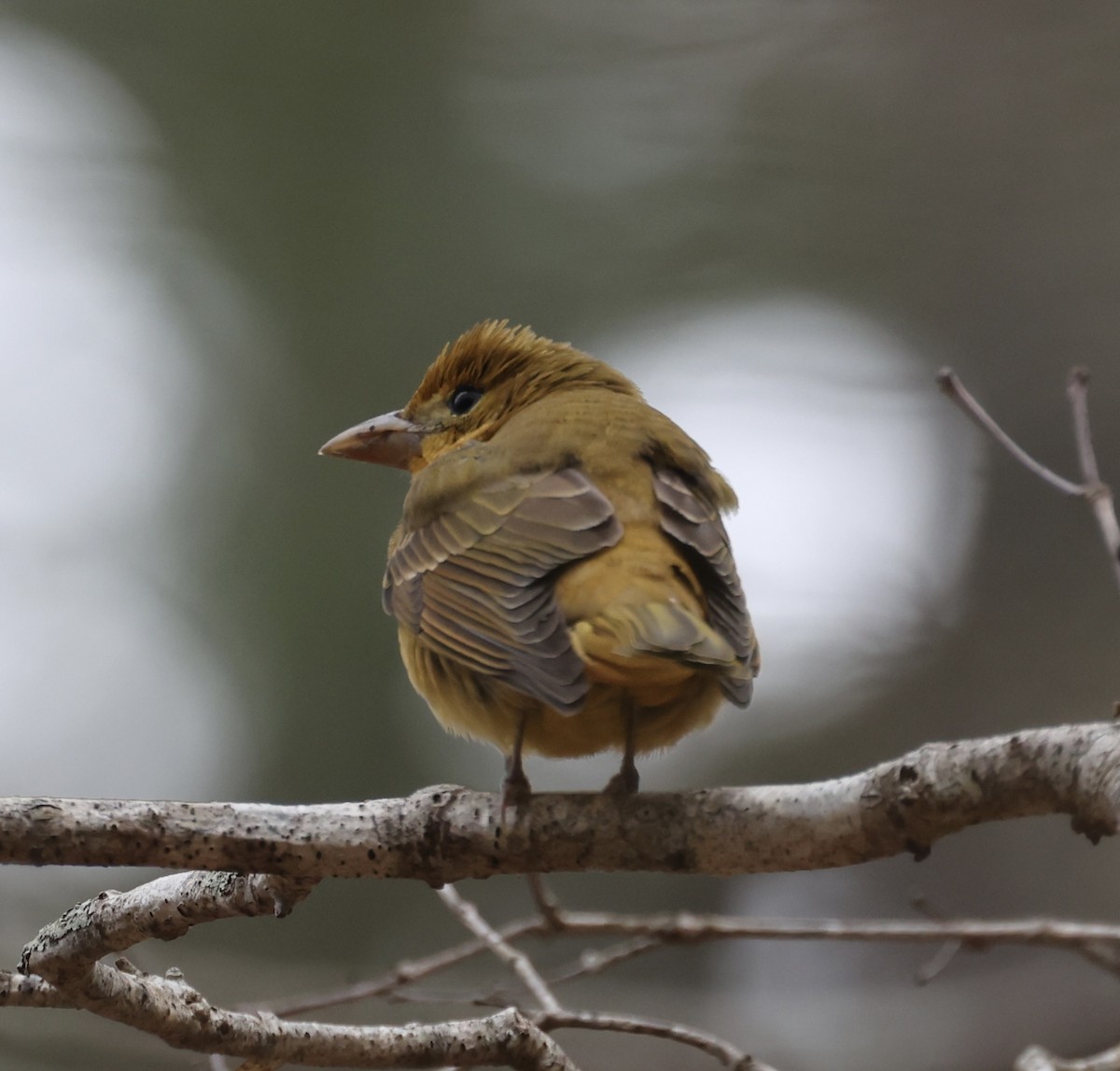 Summer Tanager - ML617384311