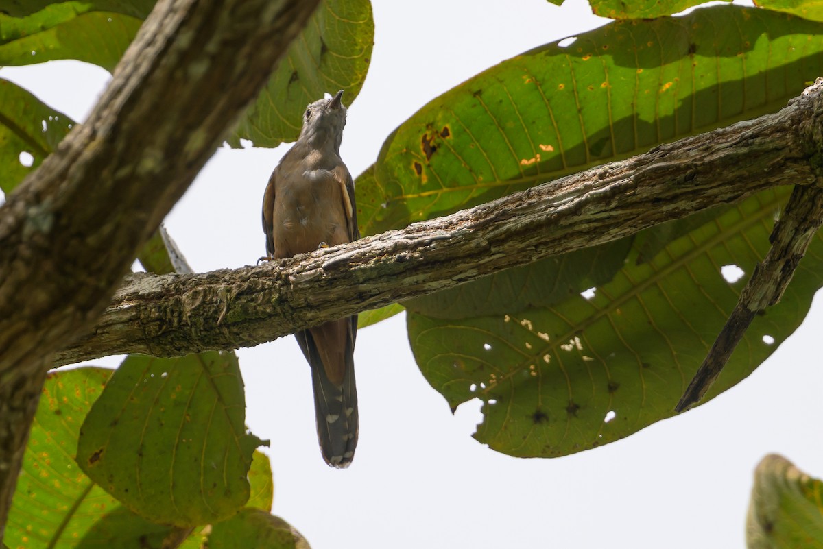 Brush Cuckoo - ML617384325