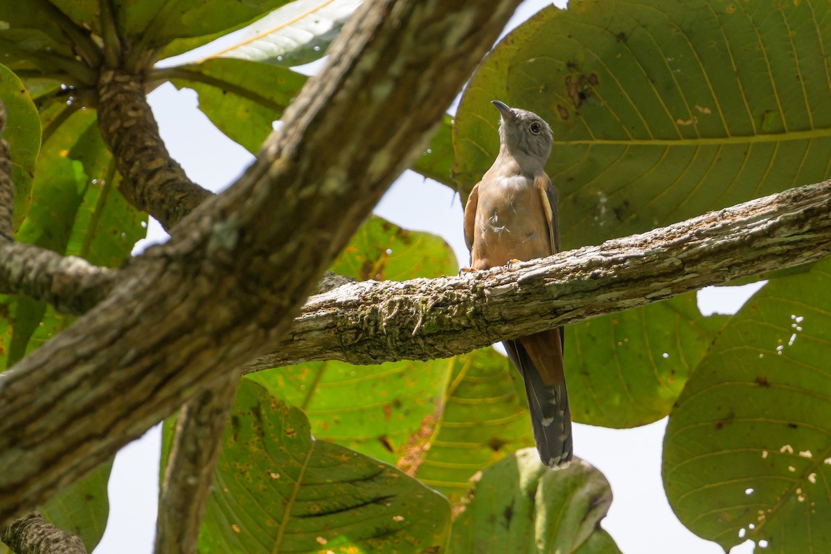 Brush Cuckoo - ML617384328